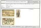 Karteikarte zum Syntyp von Frondicularia medelingensis Karrer, 1877